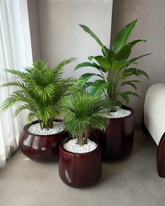Luxe Glossy Wooden Finish Planter Set (3 pcs)